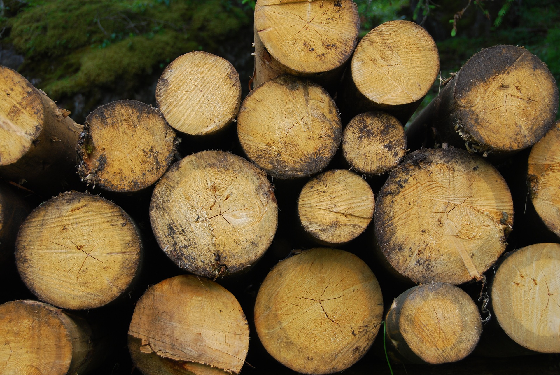 La biomasa puede prevenir incendios